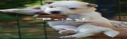 Yakutian Laika cani in vendita: Cuccioli di Yakutian Laika - Annuncio 4
