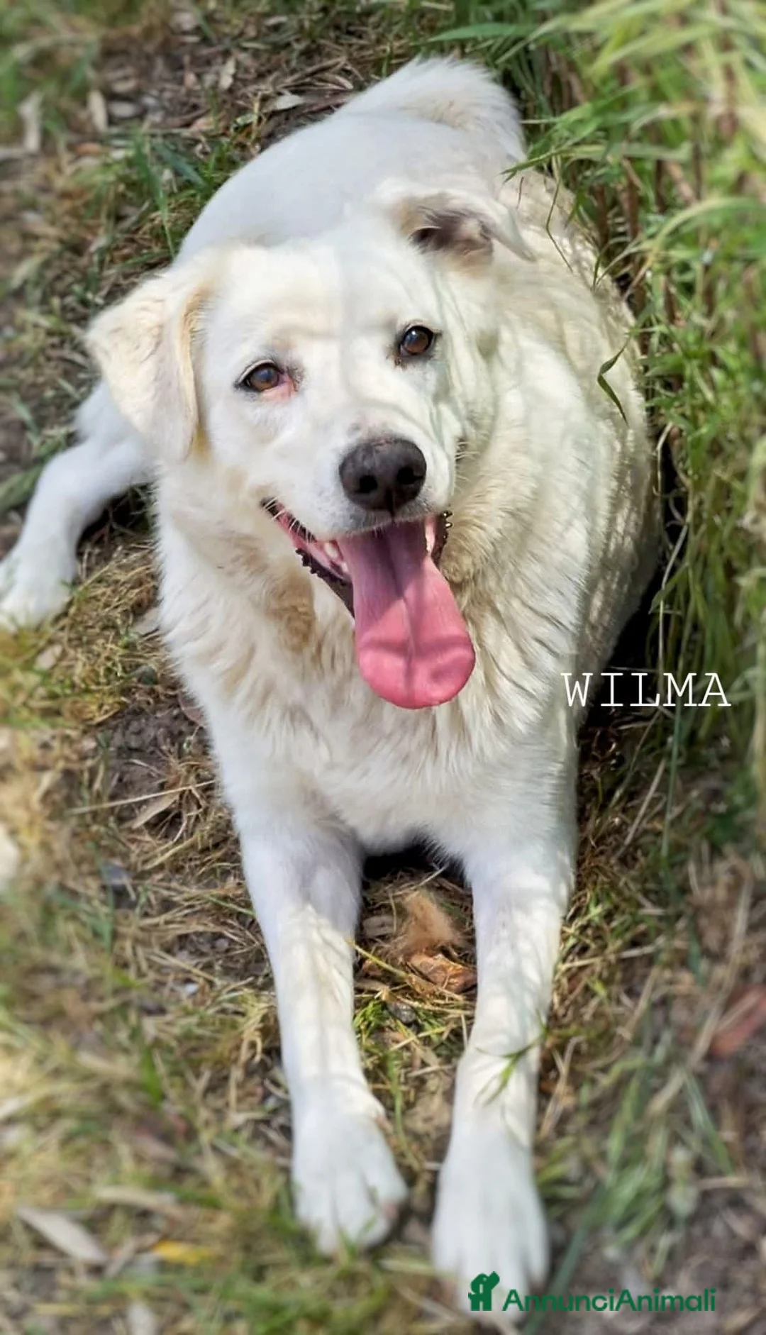 Meticcio cani in regalo: WILMA🩷-cagnolina. Non lasciarla in canile 😞🥺 - Annuncio 3