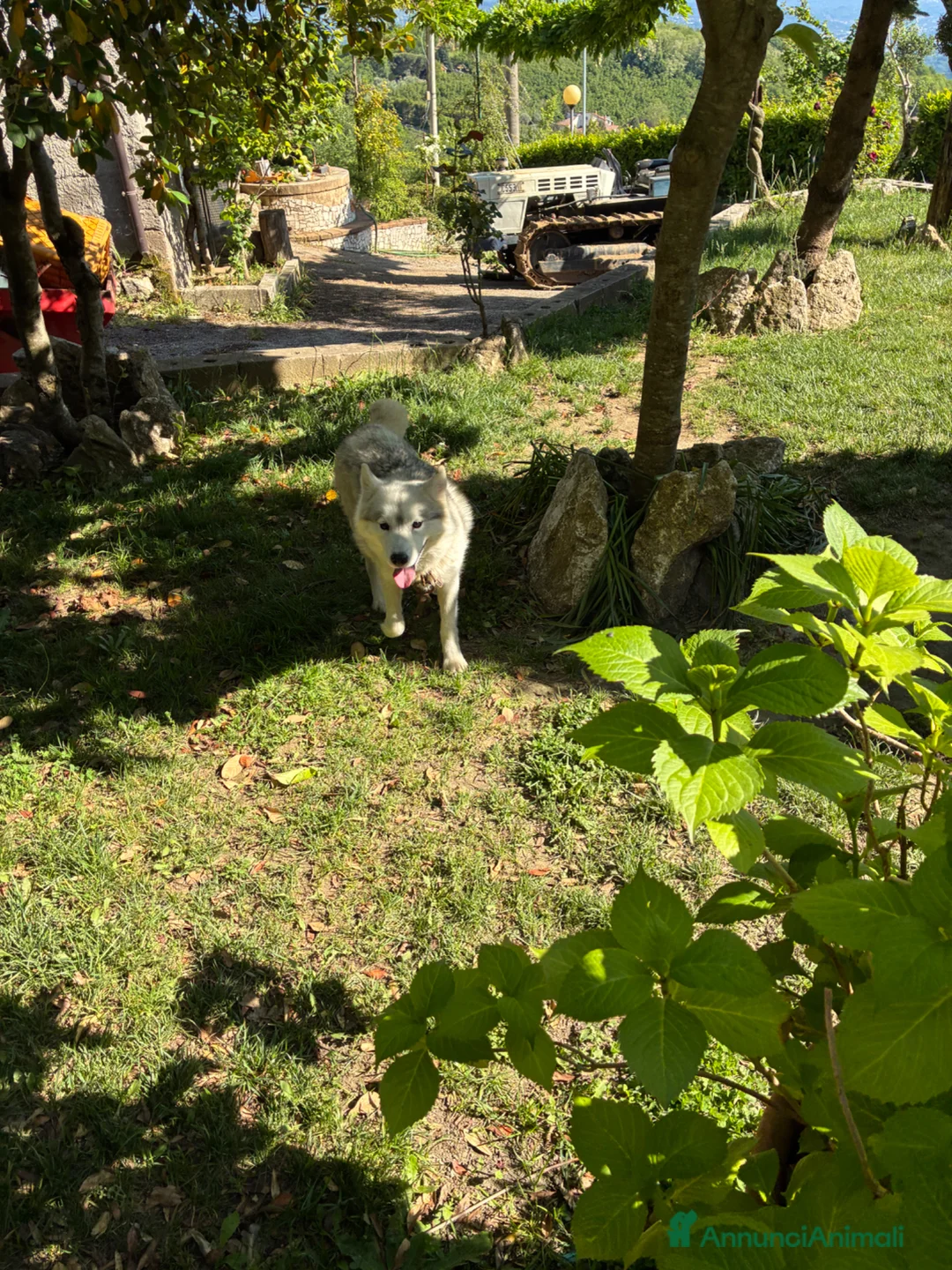 Husky cani in vendita: cuccioli di husky  - Annuncio 1