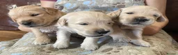 Golden Retriever cani in vendita: Cuccioli di Golden Retriever Roma - Annuncio 1