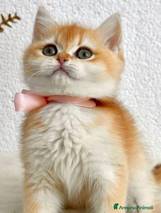 British gatti Meravigliosi cuccioli di british shorthair - Annuncio 18
