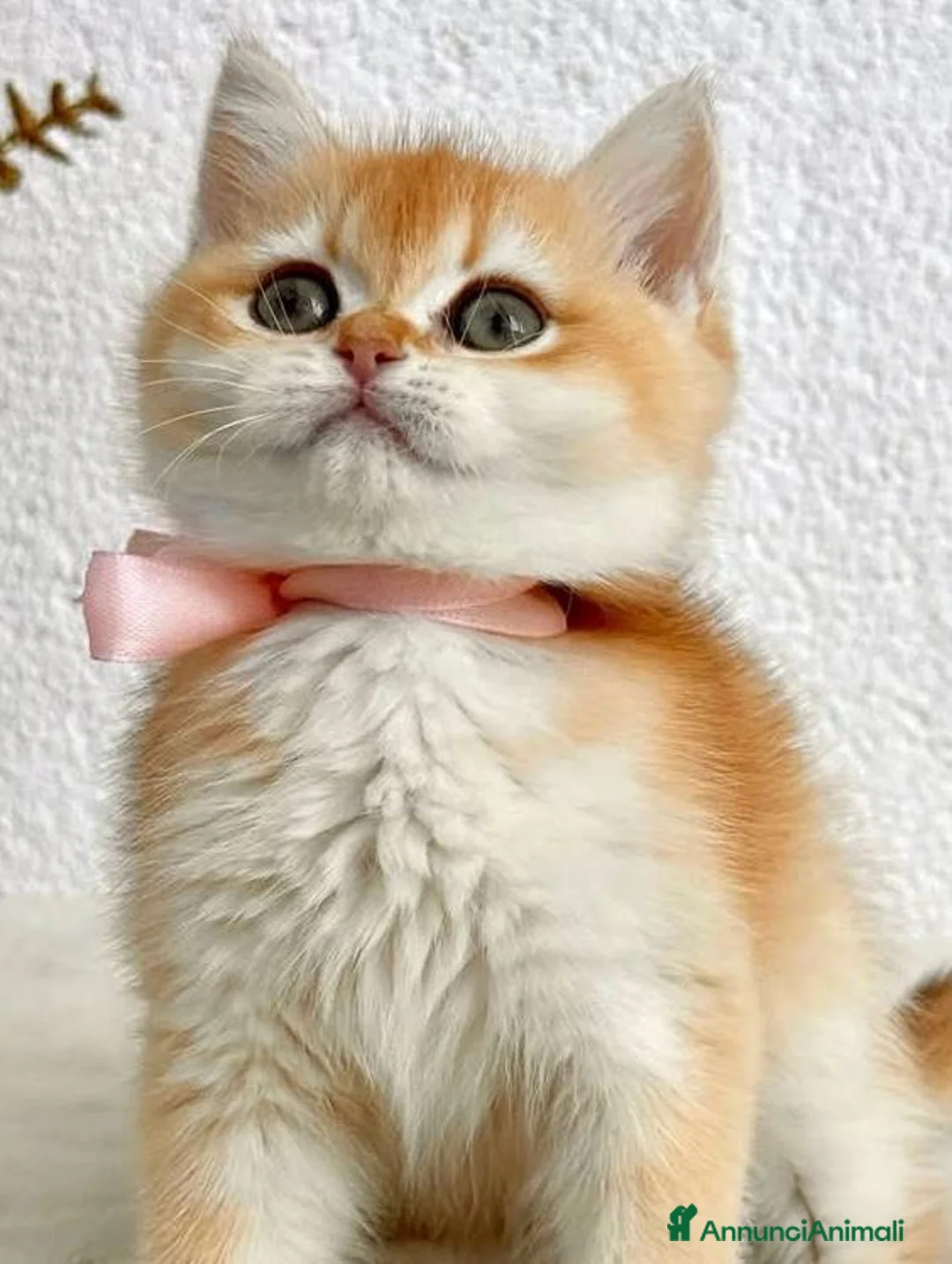 British gatti in vendita: Meravigliosi cuccioli di british shorthair - Annuncio 1