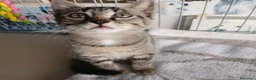 Europeo gatti in regalo: Due medicine tigrate cercano casa a Provincia di Bergamo - Annuncio 2