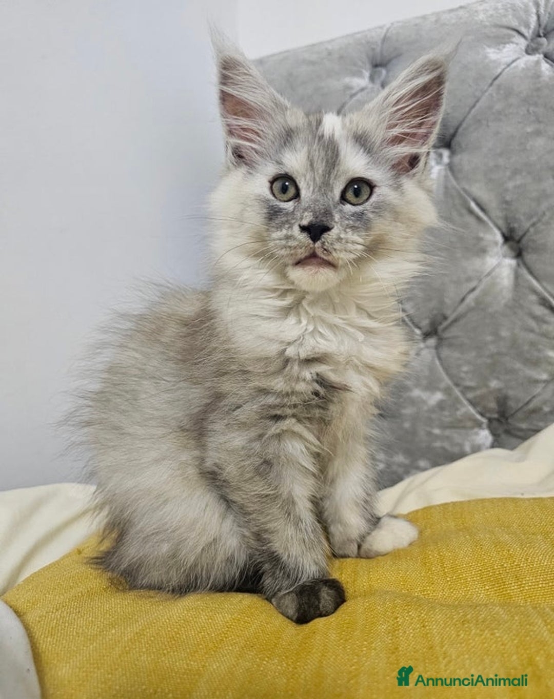 Maine Coon gatti in vendita: Cuccioli di Maine Coon ❤️ - Annuncio 14