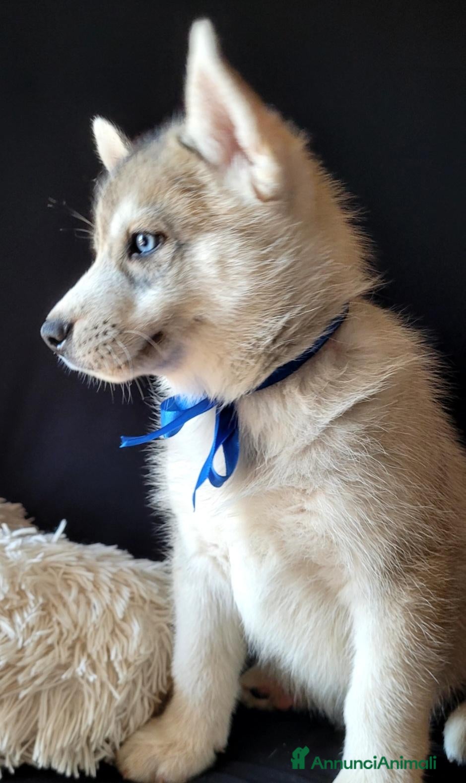 Husky cani SIBERIAN HUSKY CUCCIOLATA CON PEDIGREE  - Annuncio 9