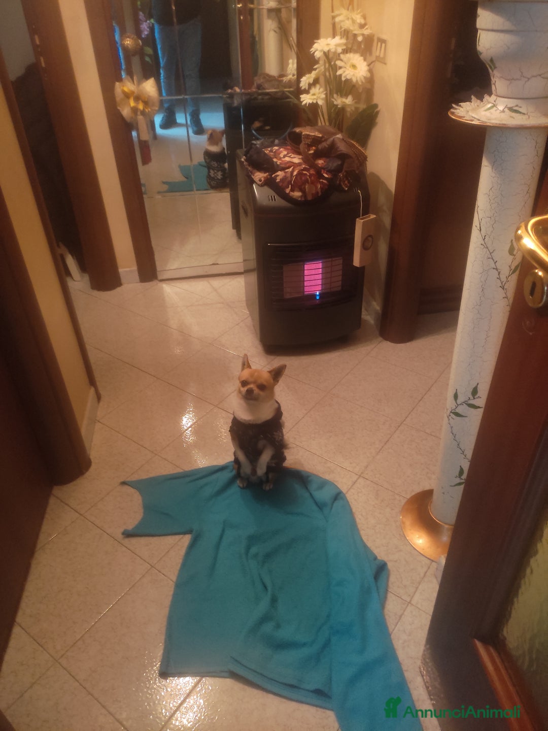 Chihuahua cani per accoppiamento:  Willy Stallone per monta - Annuncio 3