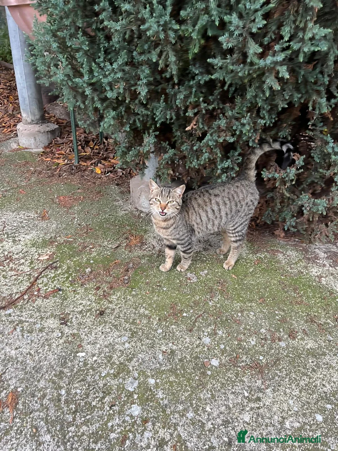 Meticcio cani in regalo: Oscar  - Annuncio 2