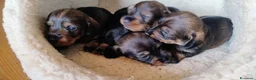Bassotto cani in vendita: BASSOTTO TEDESCO A PELO DURO a Provincia di Pistoia - Annuncio 2