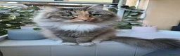 Siberiano gatti in vendita: CUCCIOLO SIBERIANO CON PEDIGREE - Annuncio 2