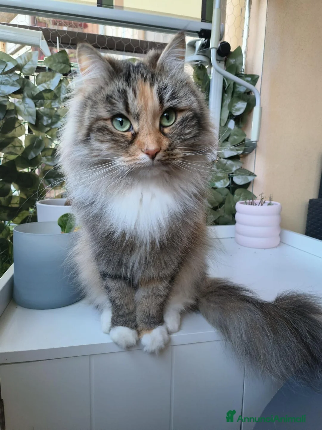 Siberiano gatti in vendita: CUCCIOLO SIBERIANO CON PEDIGREE - Annuncio 2