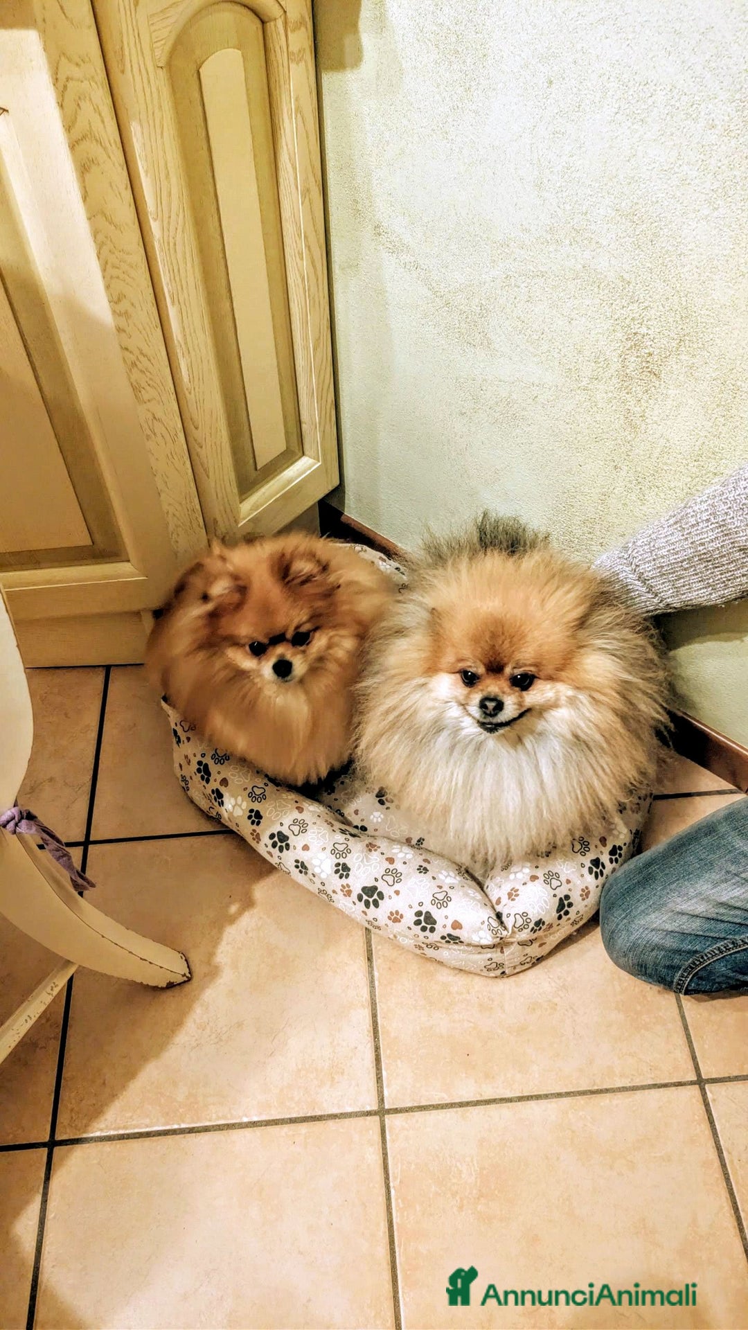 Volpino Pomerania cani in vendita: Volpino pomerania pedigree - Annuncio 13