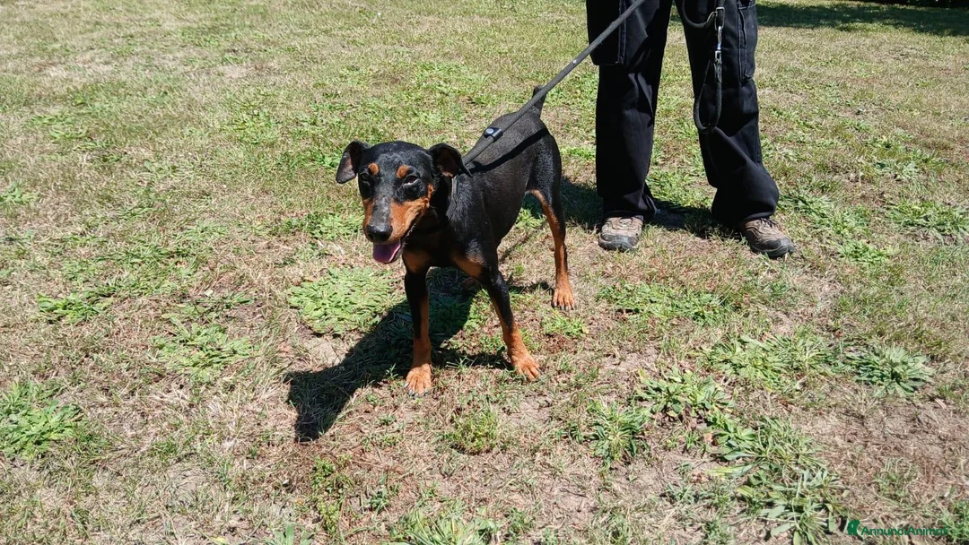 Meticcio cani in regalo: DUCA TUTTA LA DOLCEZZA DEL MONDO IN 10 KG.. - Annuncio 4