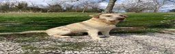 Labrador cani per accoppiamento: Cerco cagnolina per accoppiamento  a Provincia di Ancona - Annuncio 2