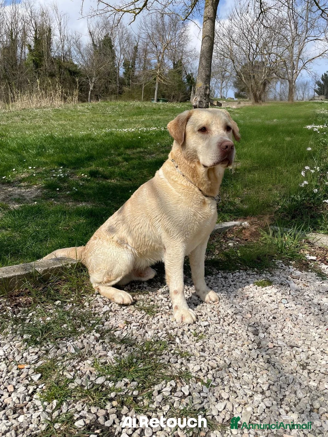 Labrador cani per accoppiamento: Cerco cagnolina per accoppiamento  a Provincia di Ancona - Annuncio 2