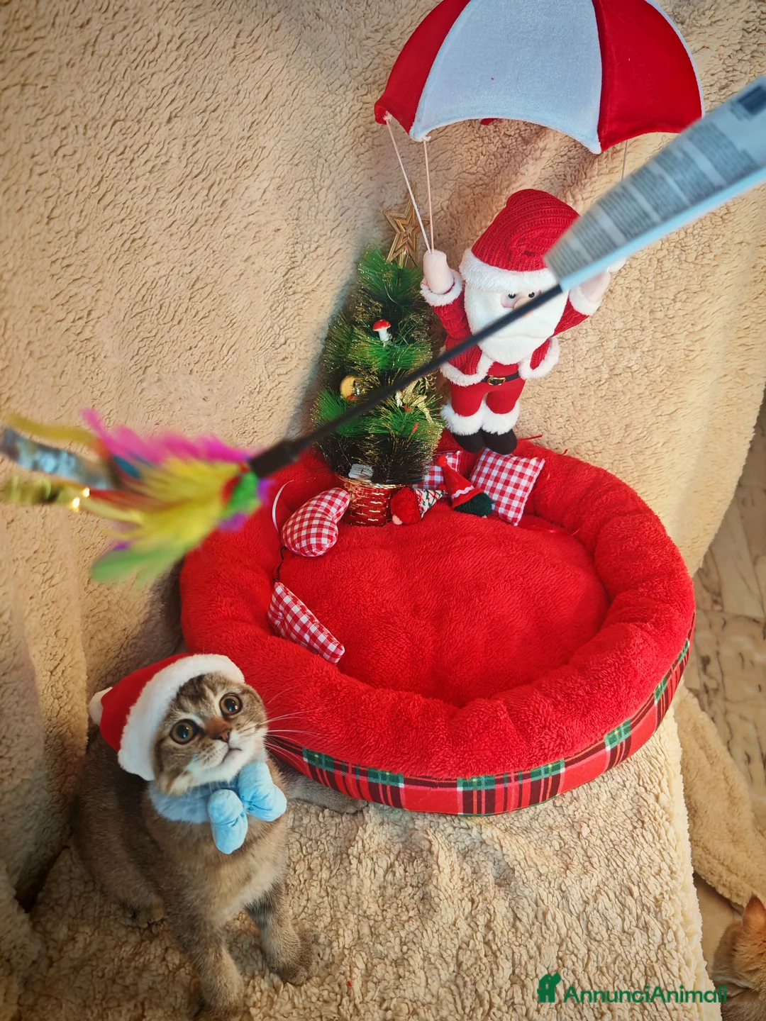 Scottish gatti in vendita: Gattino Scottish Fold - Regalo di Natale - Annuncio 8