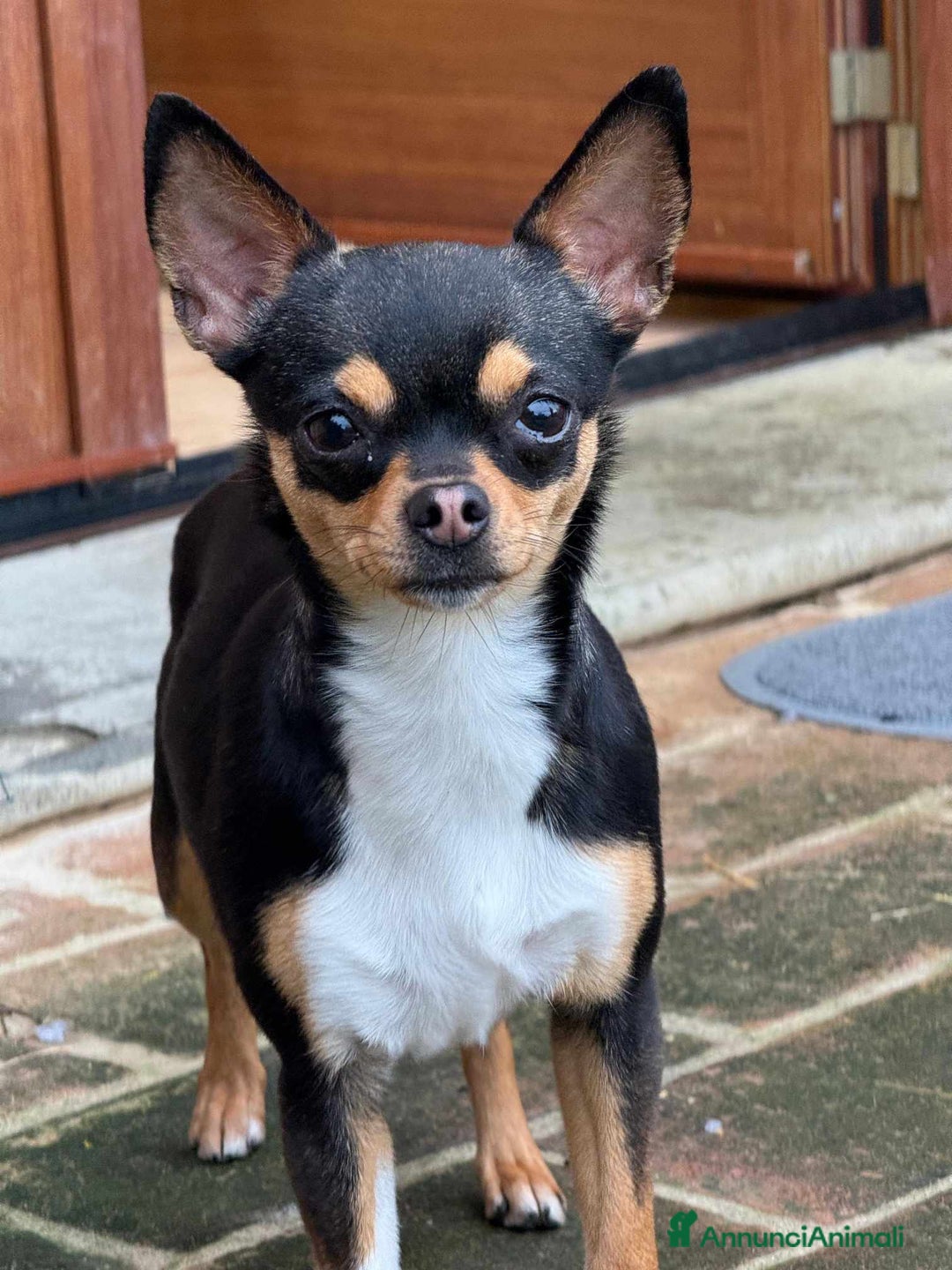 Chihuahua cani in regalo: SUSINA, CHIHUAHUA paurosetta cerca famiglia - Annuncio 6