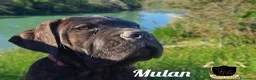 Cane Corso cani in vendita: Cane Corso cucciola - Annuncio 3