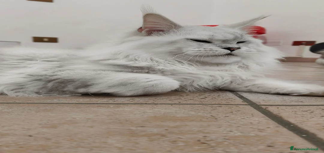 Immagine della galleria {{count}}