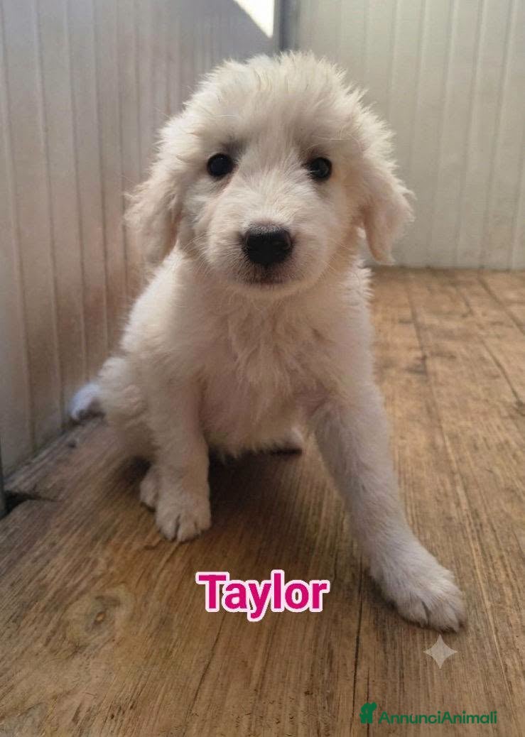 Pastore Abbruzzese Maremmano cani Taylor - Annuncio 7