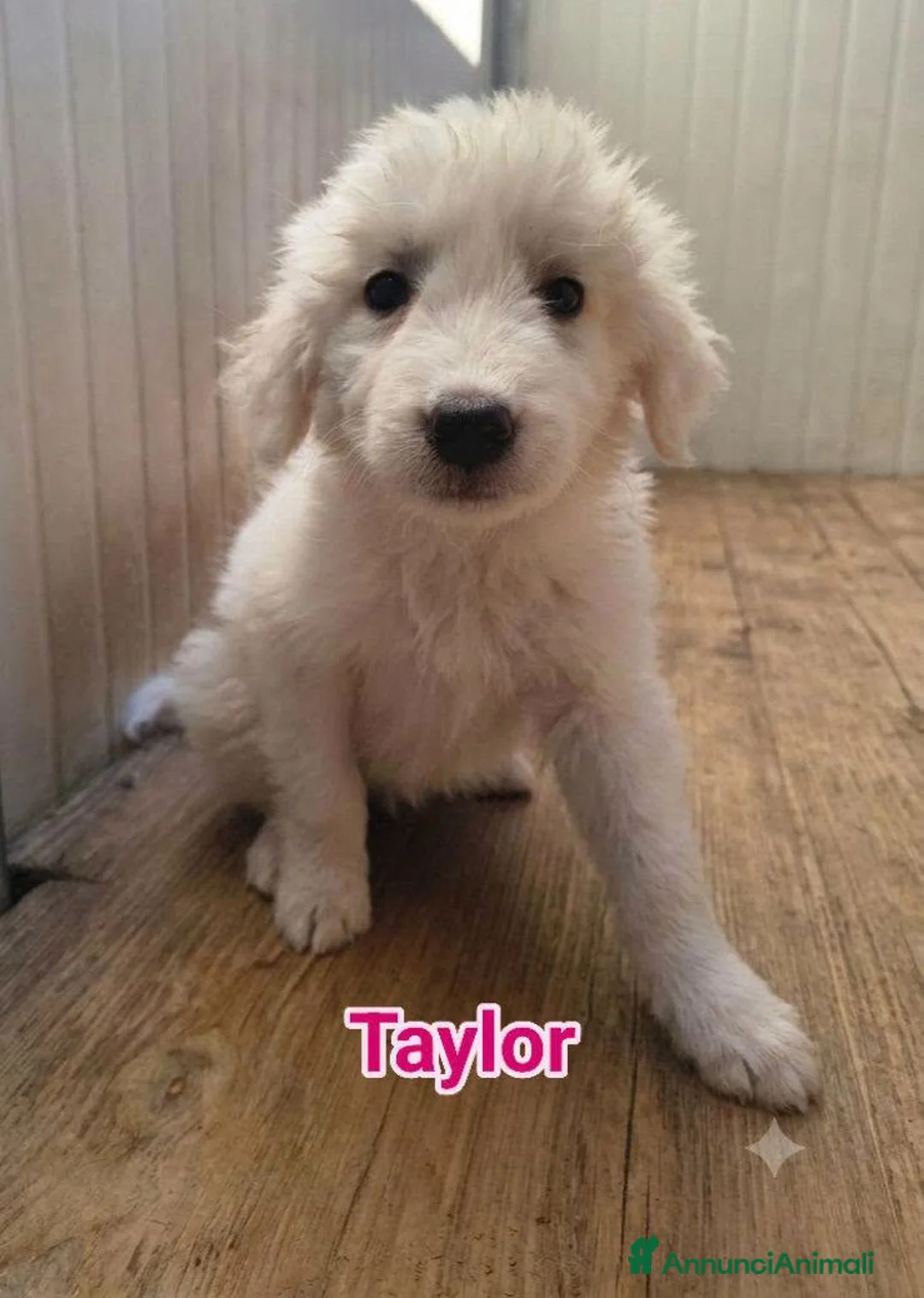 Pastore Abbruzzese Maremmano cani in regalo: Taylor - Annuncio 1