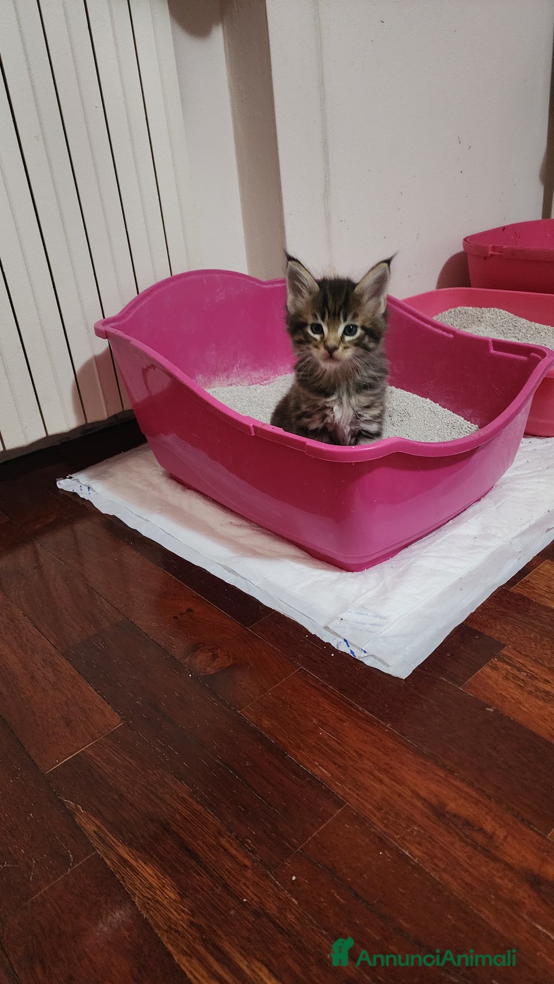 Maine Coon gatti in vendita: Cuccioli mainecoon - Annuncio 4