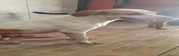 Segugio cani in regalo: Tino, segugio mix in canile a Catania - Annuncio 4