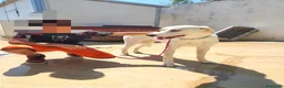 Meticcio cani in regalo: Kinder: dolcissimo cerca nuova famiglia  - Annuncio 6