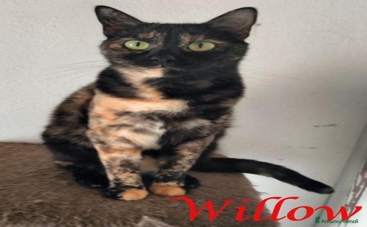 Europeo gatti - Annuncio 13