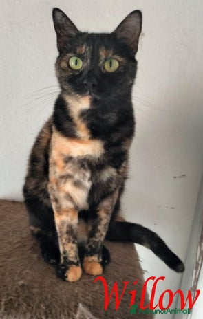 Europeo gatti - Annuncio 4