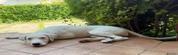 Meticcio cani in regalo: Alice - Annuncio 2
