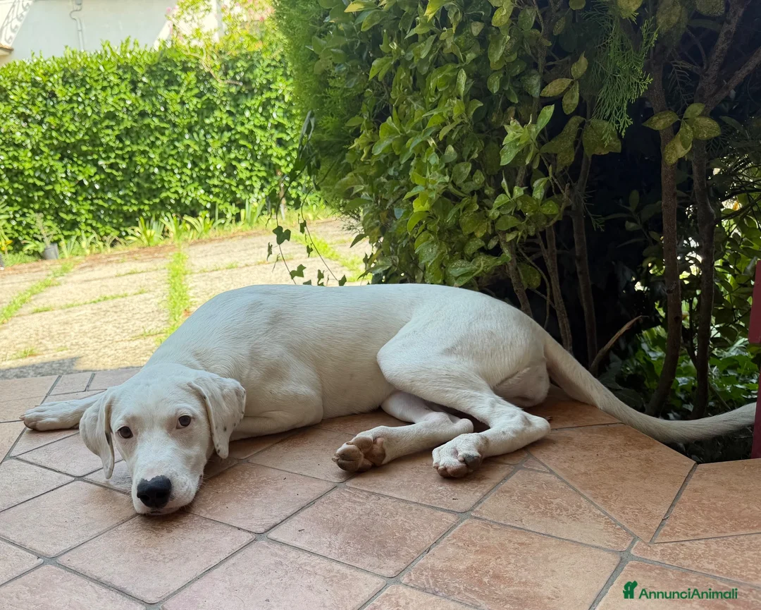 Meticcio cani in regalo: Alice - Annuncio 2