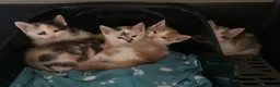 Europeo gatti in regalo: Gattini in regalo  - Annuncio 3