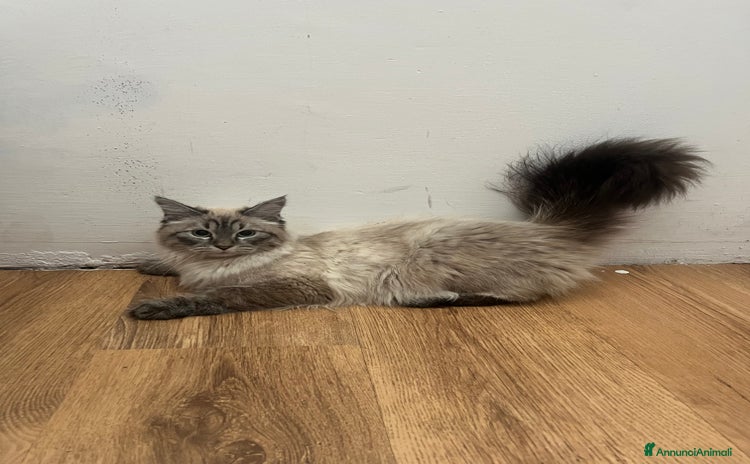 Siberiano gatti a Provincia di Arezzo - Annuncio 14