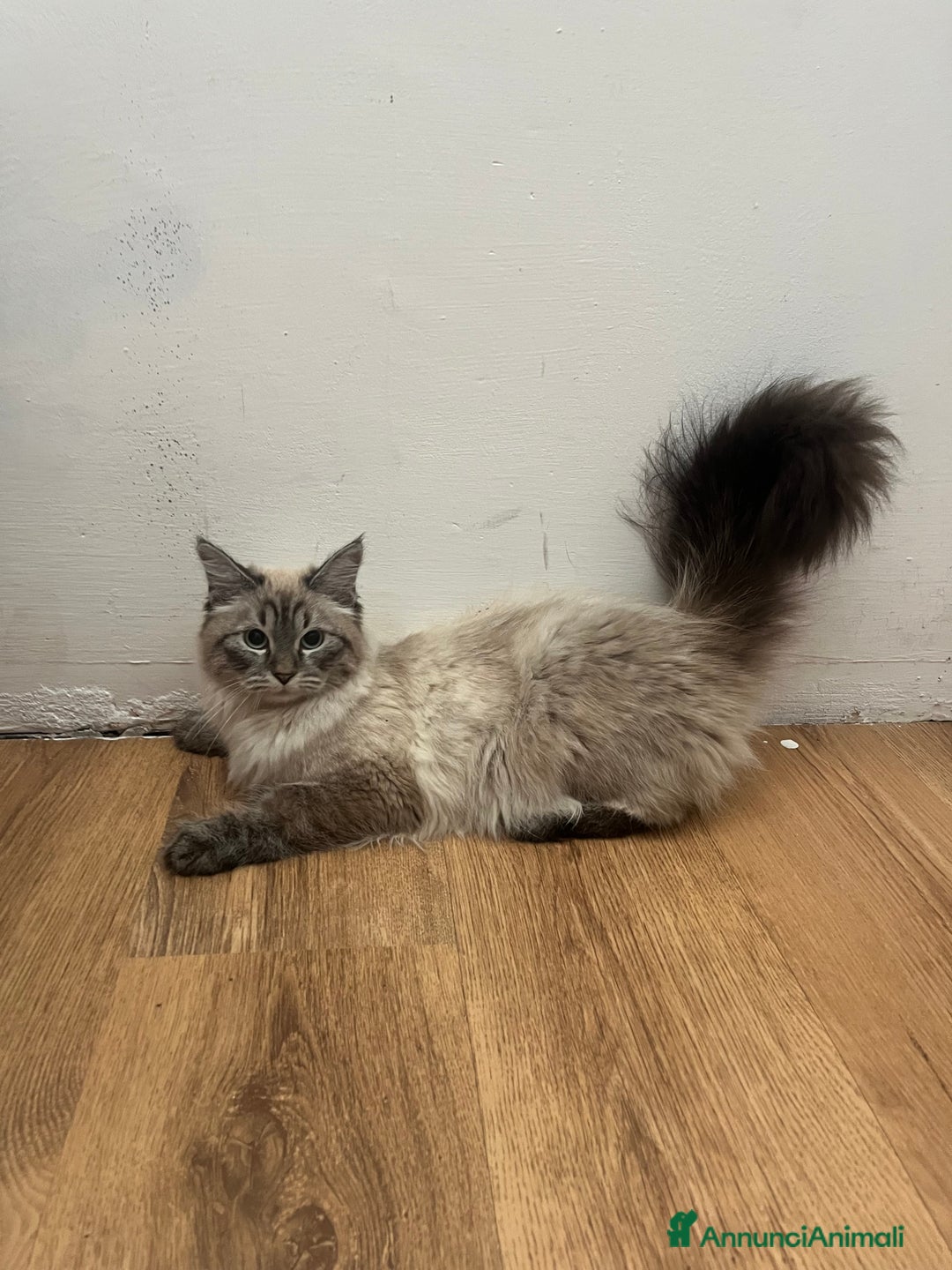 Siberiano gatti in vendita: gatto siberiano ipoallergenico  a Provincia di Arezzo - Immagine 1