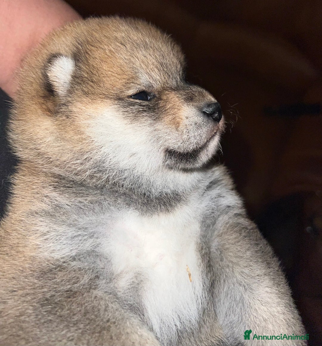 Shiba Inu cani in vendita: Shiba inu cuccioli  - Annuncio 7