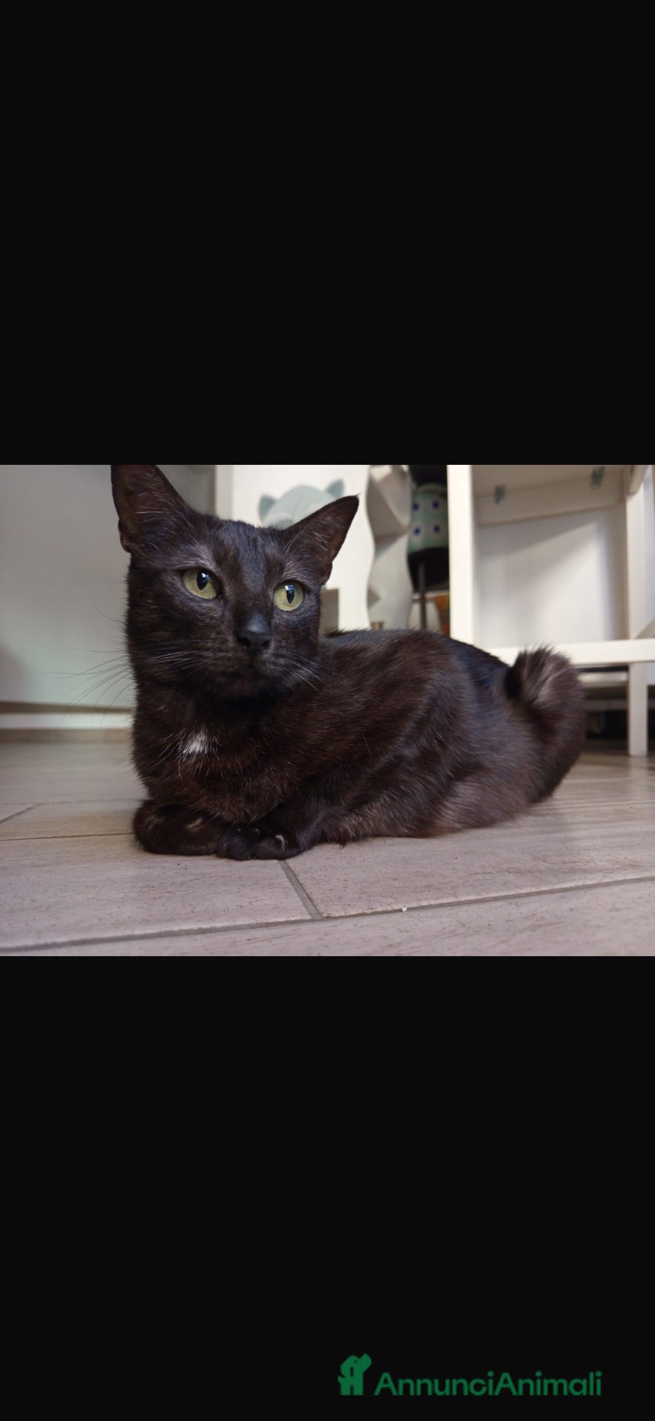 Altre razze gatti GATTINA NERA MAMMA E BIANCA E NERA FIGLIA - Annuncio 2
