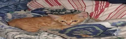Meticcio gatti in regalo: Joy tutta vita  - Annuncio 6