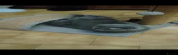Scottish gatti in vendita: Gatti Scotich Fold e straight  - Annuncio 9
