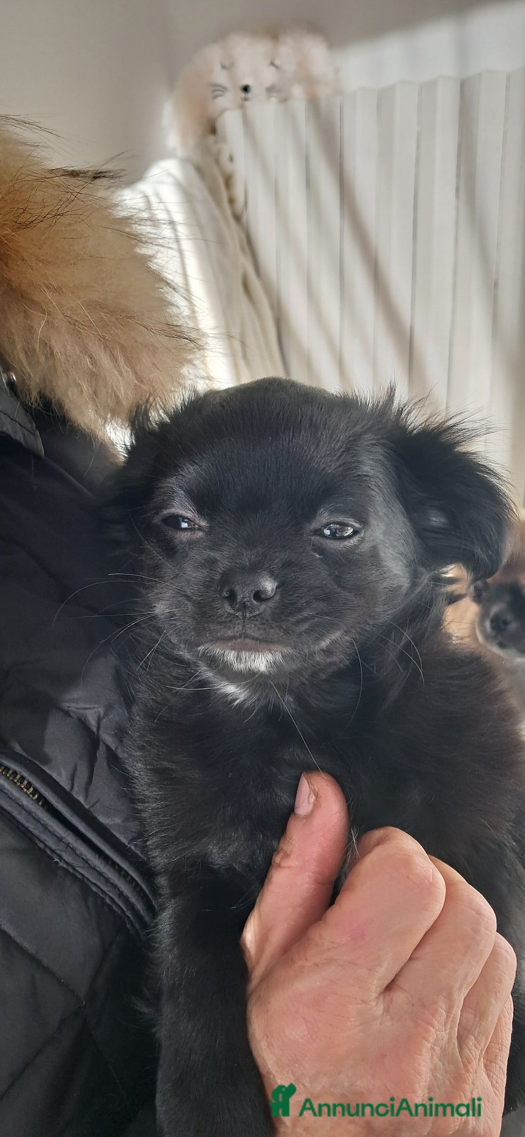 Chihuahua cani in vendita: Cucciolo chihuahua pelo lungo con pedigree enci  - Annuncio 10