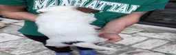 Jack Russell cani in vendita: Maschi disponibile per la prenotazione - Annuncio 4