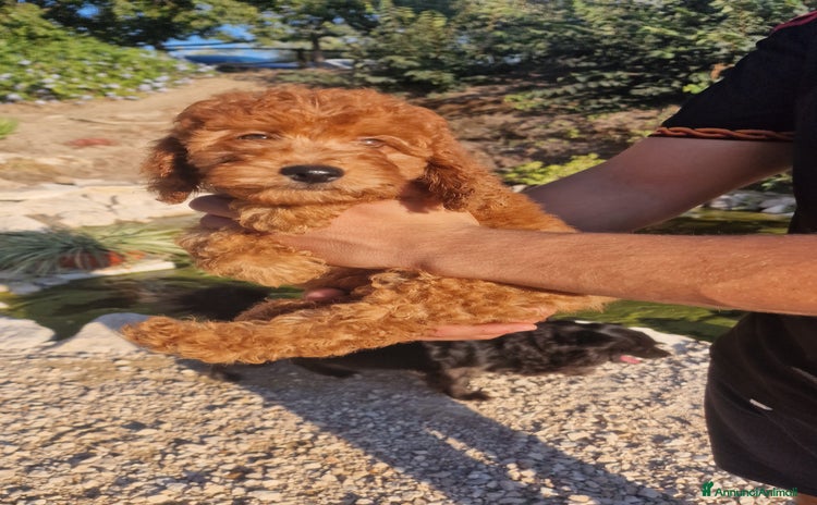 Barboncino cani a Città metropolitana di Roma Capitale - Annuncio 3