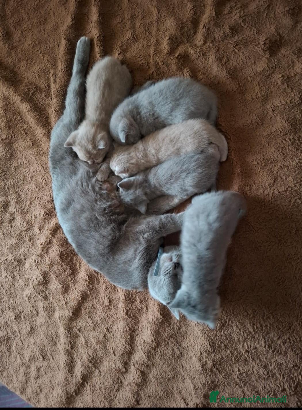 British gatti British shorthair lilac  - Annuncio 3