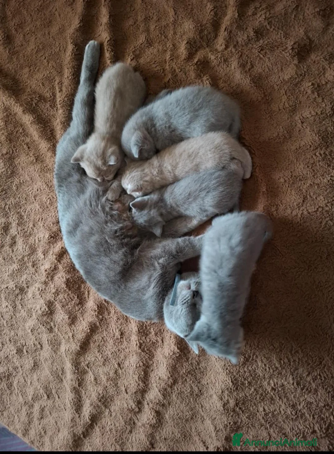 British gatti per accoppiamento: British shorthair lilac  - Annuncio 1