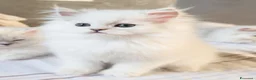 Persiano gatti in vendita: Cuccioli persiani Chinchillà  - Annuncio 3