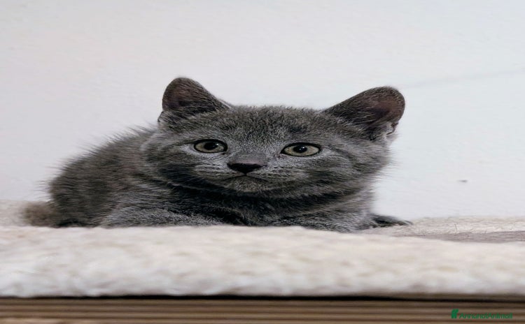 Certosino gatti - Annuncio 1