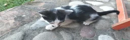 Meticcio gatti in regalo: simpatico gattino  - Annuncio 3