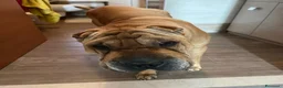 Shar Pei cani in regalo: Shar pei maschio  a Provincia di Varese - Annuncio 2