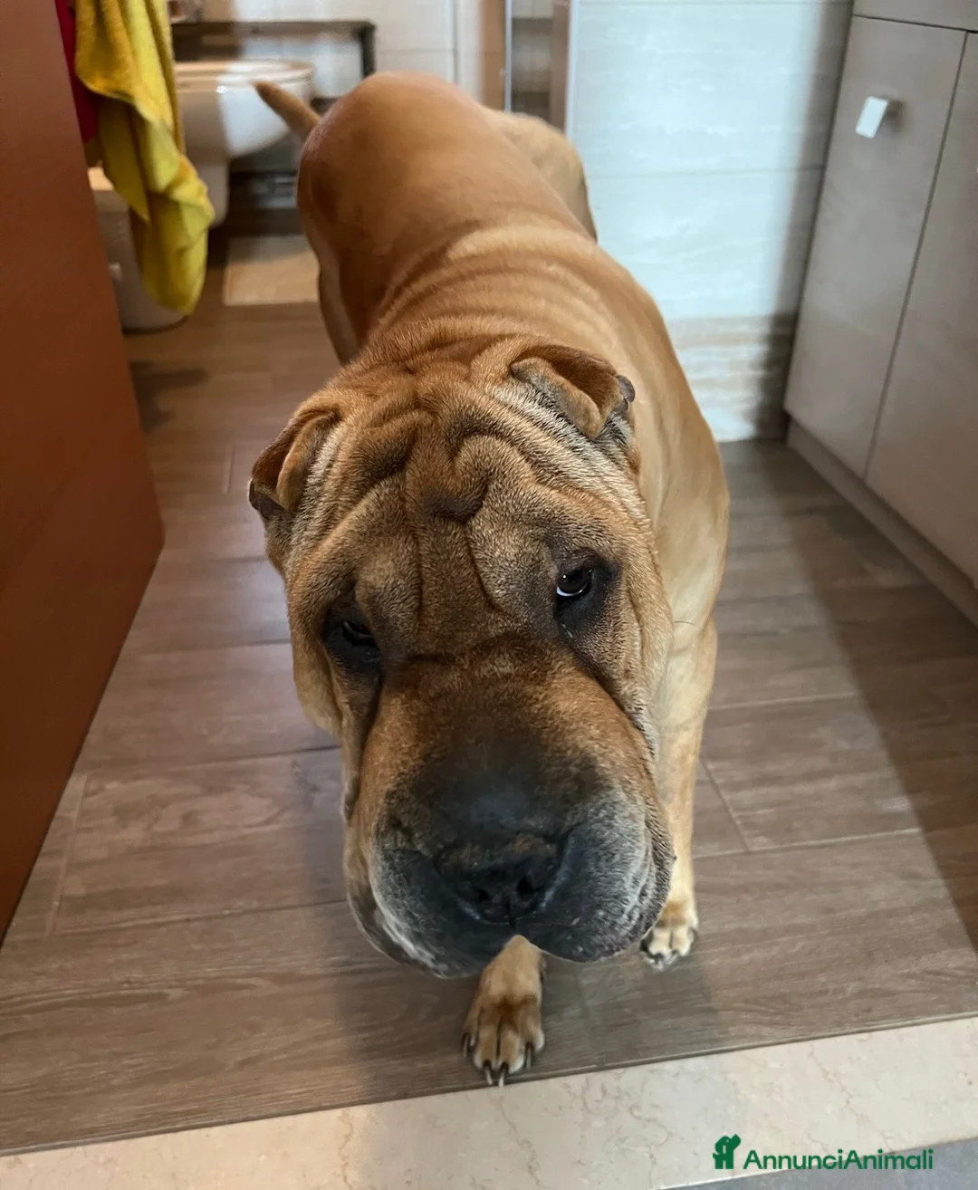 Shar Pei cani in regalo: Shar pei maschio  a Provincia di Varese - Annuncio 2