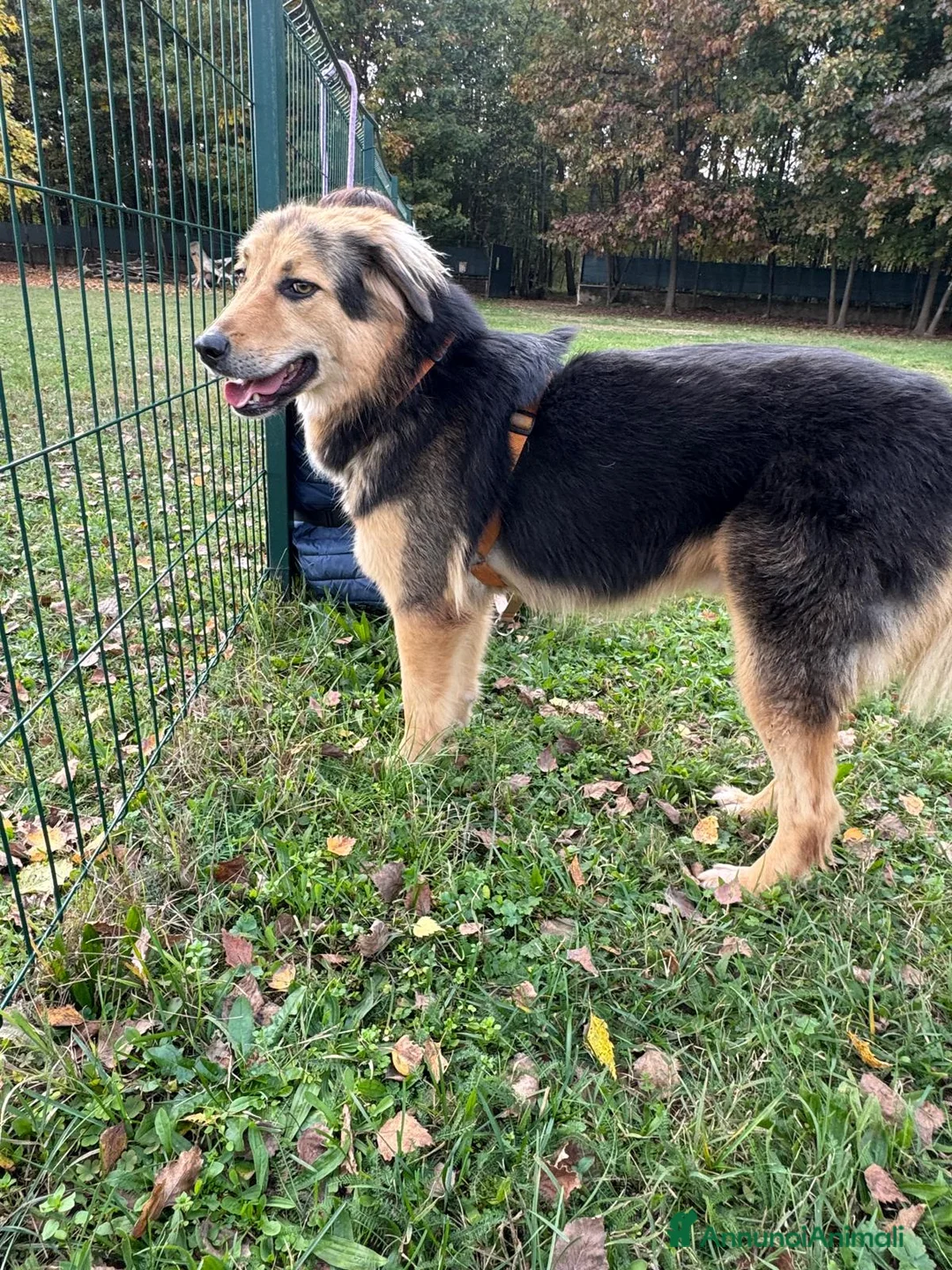 Meticcio cani in regalo: Splendido meticcio Milou a Città metropolitana di Milano - Annuncio 2