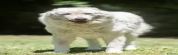 Meticcio cani in regalo: MINERVA UNA VITA DI STENTI, ORA IN CANLE - Annuncio 3